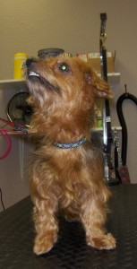 vip gretta 1