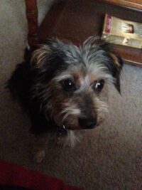 Spyker/Palm Harbor