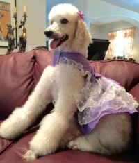 ADOPT MITZI / LEESBURG, FL