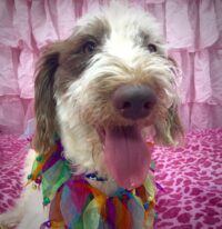 MAVERICK / Labradoodle/ LEESBURG