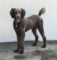 HALO / LEESBURG, FL / STANDARD POODLE/ ADOPTION PENDING