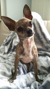 Chi Charlie /Clearwater