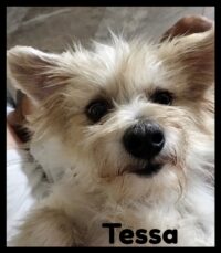 Tessa
