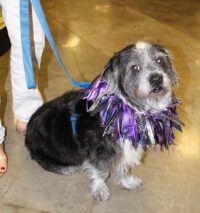 Big Boy Johnny /Largo