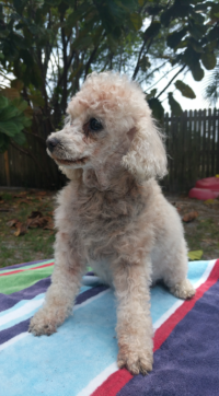 Holly Berry/ Clearwater