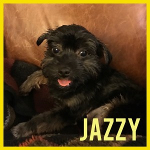 Jazzy 3
