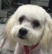 COOPER / LEESBURG, FL