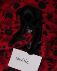 NEVILLE