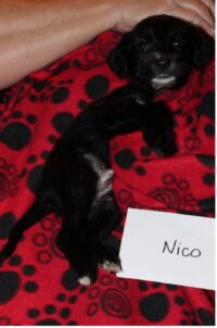 NICO