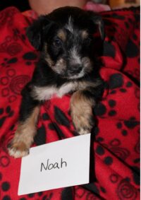 NOAH