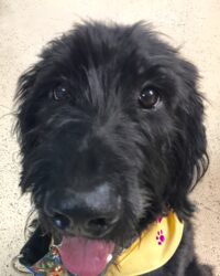 CHARLIE BROWN / LEESBURG, FL/Adoption Pending