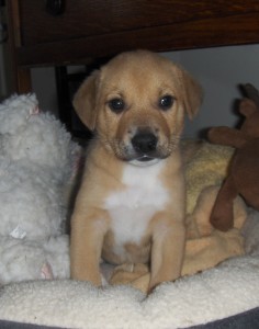 vip lewis pup 5 29 a