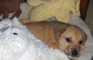 vip lewis pup 5 29 b