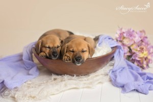 vip lucy lily 6 5 sleep