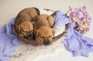 vip lucy lily 6 5 sleep bowl