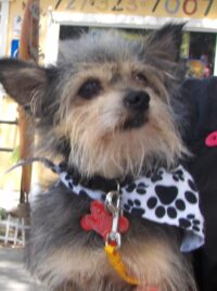 Ewok/Clearwater
