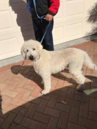 CASPER ADOPTION PENDING