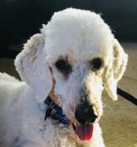MIKEY / Brevard County / Standard Poodle / Courtest Post