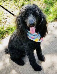 QUIGLEY / Adoption Pending.