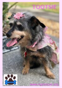 TOOTSIE / LEESBURG,  FL