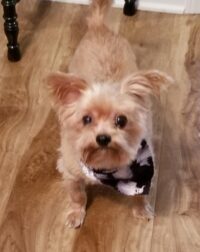 Teddy/Seminole