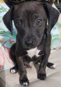 Max/Clearwater