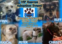 Adoption Event! Feb. 23,2019 PetSmart Largo