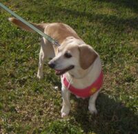 Bella /Largo