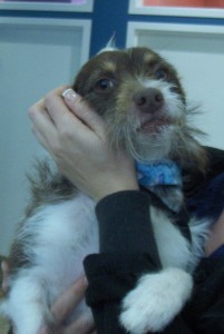 vip buster brown a