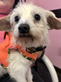 ROCKIE / Leesburg