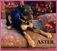Aster/Clearwater