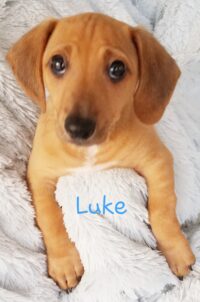 Luke/Clearwater
