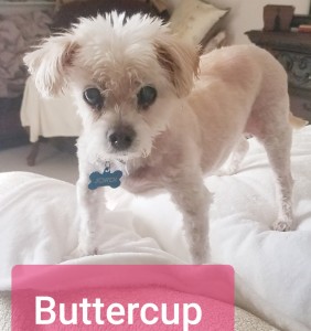 Buttercup 6.4.2019 2