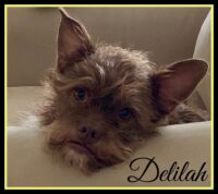 Delilah/Clearwater