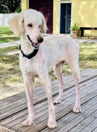 GINGER / Leesburg, FL
