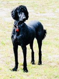 KONA / LEESBURG, FL / Adoption Pending