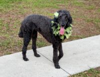 ANNIE / Leesburg, FL