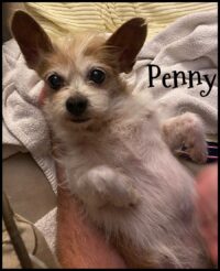 Penny/ Citrus Park