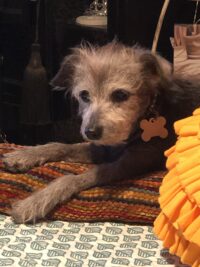 Josie/Largo