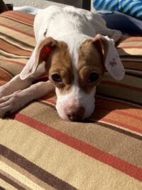 Shy/Seminole
