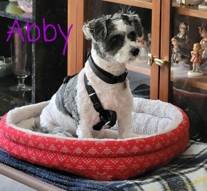 VIP Abby (2)