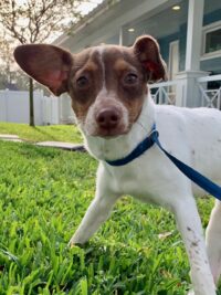 Bailey/Seminole
