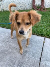 Ziggy/Seminole