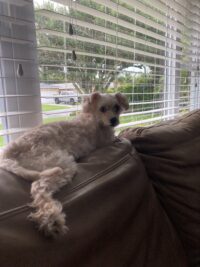 Lucy/Seminole