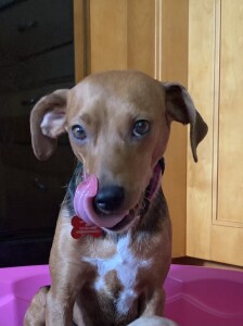 kitchen tongue out