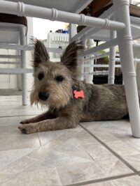 Carmen/Seminole