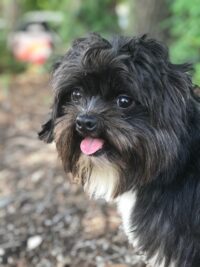 Scruffy/Indian Rocks Beach