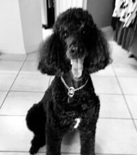 Adoption Pending……Spencer/Tavares FL