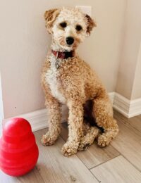 Enzo/Venice ADOPTION PENDING