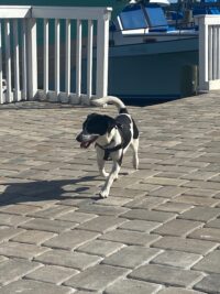 Finn/Maderia Beach